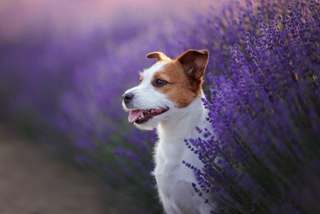 shutterstock_729722002-B